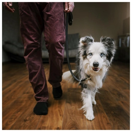Trela Julius-K9 "Color & Gray" Super-Grip - Preto