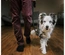 Trela Julius-K9 "Color & Gray" Super-Grip - Preto