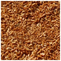 Gammarus Limpo E Calibrado "Tartuguex" (Avulso)