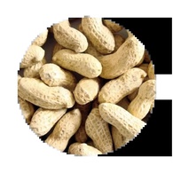 Pet Cup Amendoim Crú com Casca - 350g