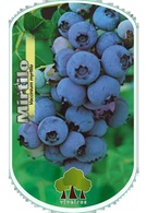 Mirtilo